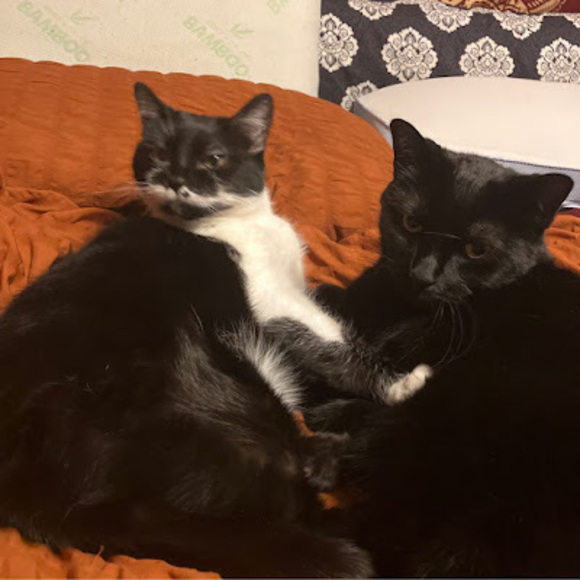 Meet your Posher, Cloroxwipe - Picture 1 of 1